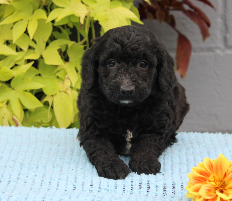 Pomeranian Puppies For Sale Matthew Stoltzfus dog breeder 672770564790